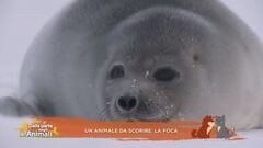 Un animale da scoprire: la foca