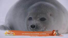 Un animale da scoprire: la foca thumbnail