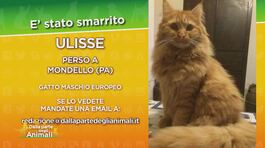 Ritroviamo Ulisse thumbnail