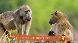 Un animale da scoprire: il babbuino thumbnail