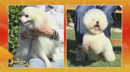 Bichon a poil frisè Vs Volpino italiano thumbnail