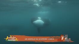 Un animale da scoprire: l'orca thumbnail