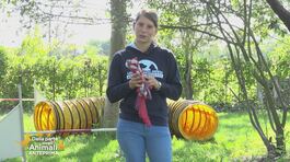 Come insegnare ai nostri amici a quattro zampe il nome degli oggetti thumbnail
