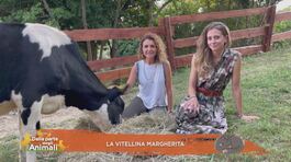 La vitellina Margherita thumbnail