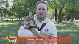 Quando la fa più ridere il suo pet? thumbnail