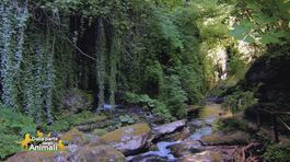 Viaggio in Abruzzo col cane Il parco Nazionale della Maiella thumbnail