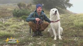 Viaggio in Abruzzo col cane: il Parco Nazionale della Maiella thumbnail