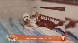Aramis con Luciana e Massimo thumbnail