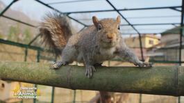 Gli scoiattoli grigi thumbnail
