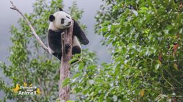Un animale da scoprire: il panda thumbnail