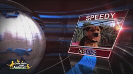 Speedy news thumbnail