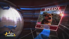 Speedy news thumbnail