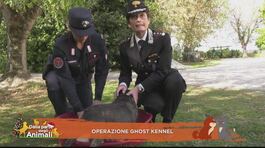 Operazione Ghost Kennel thumbnail