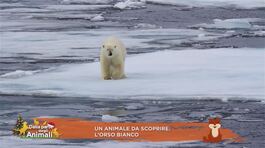 L'orso bianco thumbnail