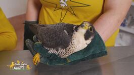 Il salvataggio di un falco pellegrino thumbnail