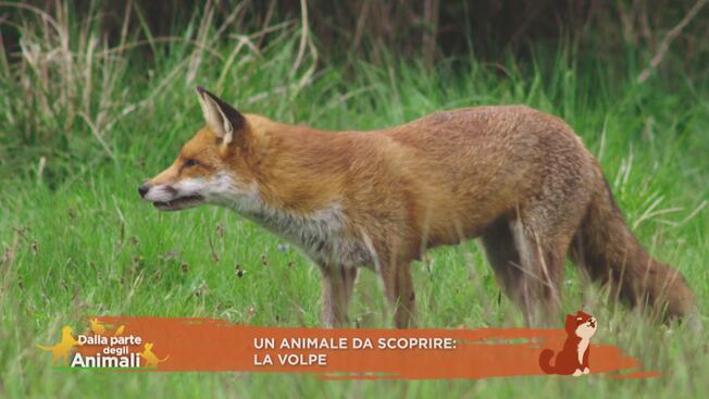 La volpe, un animale da compagnia? International Web Post