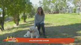 Volontari per amore thumbnail