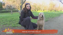 Perchè adottare è bello? thumbnail