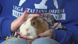 Piggy, una cavia dolcissima thumbnail