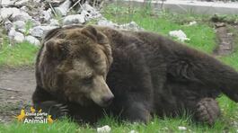 L'uccisione dell'orso M90 thumbnail