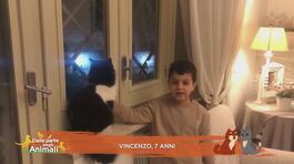 Perché ai gatti piace guardare fuori dalla finestra? thumbnail