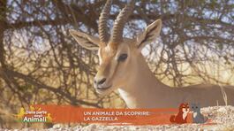 Un animale da scoprire: la gazzella thumbnail