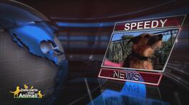 Speedy news thumbnail