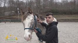L'incredibile amicizia tra Cono e il suo cavallo Jay thumbnail