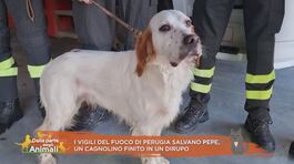 I vigili del fuoco di Perugia salvano Pepe, un cagnolino finito in un dirupo thumbnail