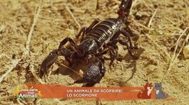 Un animale da scoprire: lo scorpione thumbnail