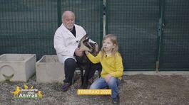 La storia del camoscio Ambrogio thumbnail