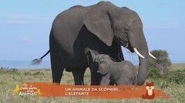 Un animale da scoprire: l'elefante thumbnail