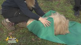 Come asciugare il cane thumbnail