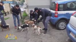 La polizia di Stato salva 12 cani e alcuni cavalli thumbnail