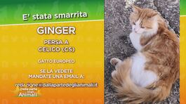 Ritroviamo Ginger thumbnail