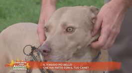 Il viaggio più bello che hai fatto con il tuo cane? thumbnail