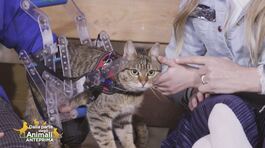 Romy thumbnail