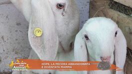 Hope, la pecora abbandonata è diventata mamma thumbnail