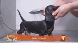 I suggerimenti degli esperti - Lavare il cane thumbnail