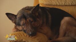 Marley, un super cane eroe thumbnail