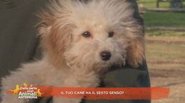 Il tuo cane ha il sesto senso? thumbnail