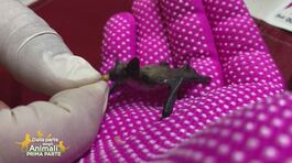 Marcello, il pipistrello non più orfano thumbnail