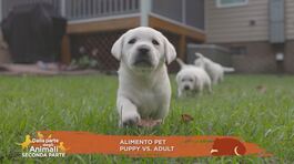 Alimento pet: puppy vs. adult thumbnail