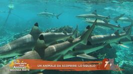 Un animale da scoprire: lo squalo thumbnail