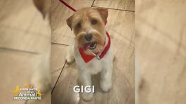 Aiutateci a trovare Gigi thumbnail