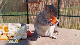 Gli scoiattoli  al CRAS Stella del Nord thumbnail