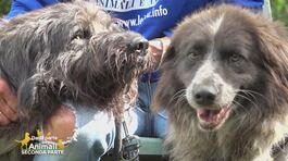 Malika e Miguel hanno bisogno di amore thumbnail