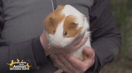 Ciccia, la cavia fortunata thumbnail