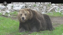MORALI: È possibile convivere con gli orsi? thumbnail