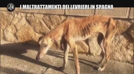 AGRESTI: I maltrattamenti dei levrieri in Spagna thumbnail